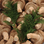 shiitake
