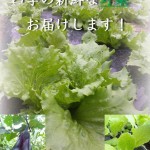 四季のたより